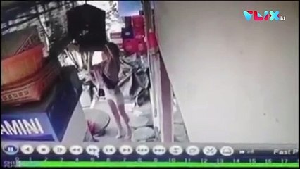 Warga Ubud Resah, Bule Wanita Pencuri Burung Kicau Keliaran