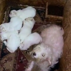 Hayvan seviyorum diye hayvanlara böyle eziyet ediliyor