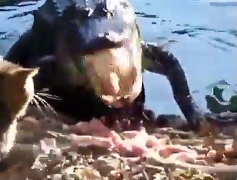 Un petit chat tient tête à un crocodile énorme en train de manger