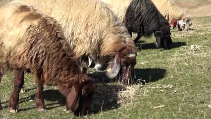 Muş’taki Küçükbaş Hayvanlar Güneydeki Sıcak İllere Götürülüyor
