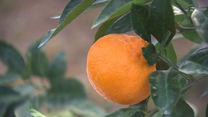 [녹색] 감귤도 국산 품종이 좋아..."달고 신맛 덜해" / YTN