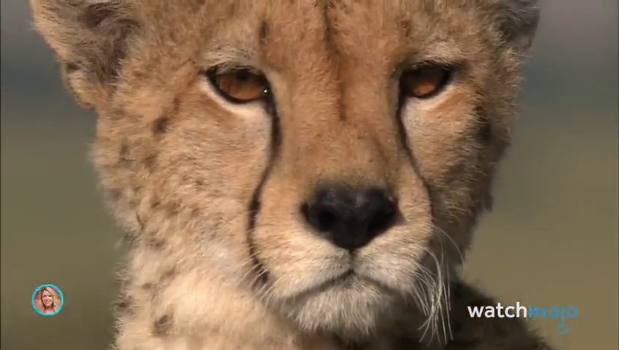 Top 20 Greatest Animal Predators