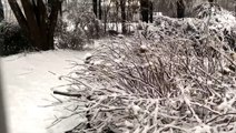 Snow buildup hangs heavy on bushes