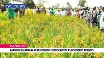 Farmers in Zamfara fear looming food scarcity as insecurity persists