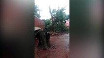 Árvore cai sobre fiação elétrica e derruba poste no Bairro Tarumã