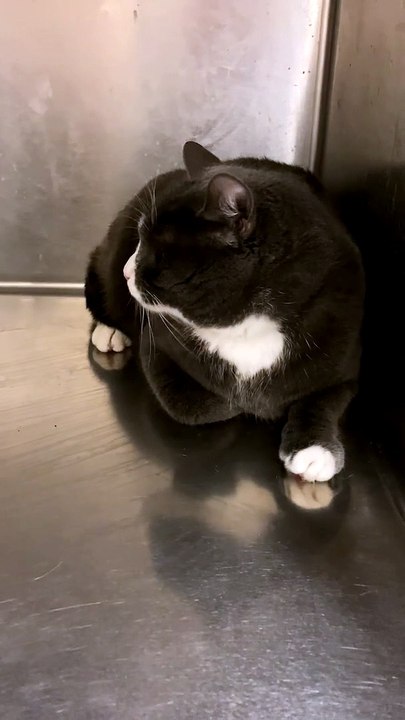 Grumpy Kitty Doesn't Want Her Nails Clipped