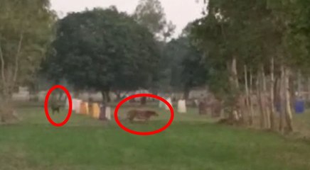रिहायशी इलाके में पहुंचे टाइगर को कुत्तों ने ऐसे भगाया, देखें VIDEO