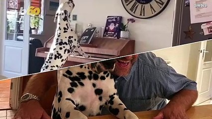 You Won’t Believe How Passionate This Dalmatian Plays the Piano While Singing His Favorite Tunes
