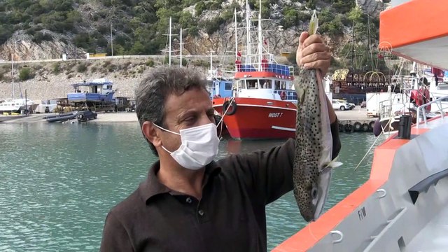 ANTALYA - Bakanlığın balon balığı avcılığına teşviki türün popülasyon artışını önleyecek