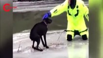 Buz tutan nehirde köpek kurtarma operasyonu
