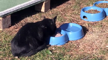 Yozgat Belediyesi sokak kediler için 20 barınak yaptırdı