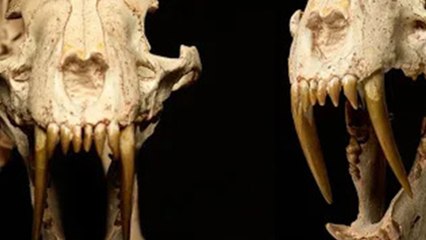 40 milyon yıllık 'kılıç dişli kaplan' açık artırmayla satılıyor