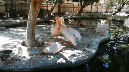 Zoo Full Of Rare Pink Pelican