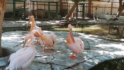 Pink Pelican Birds Cleaning Outside Lake