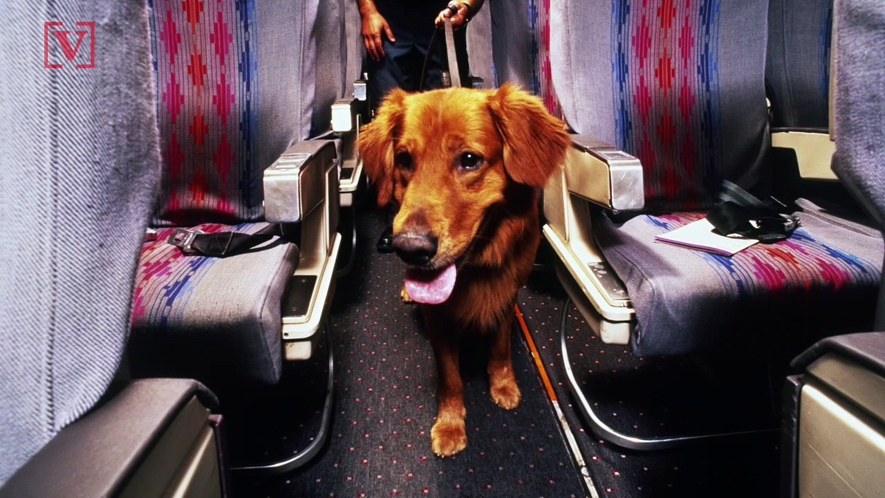 Soon Emotional Support Animals Won’t Be Allowed...