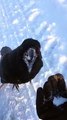 Pet Crow Plays With Snowballs