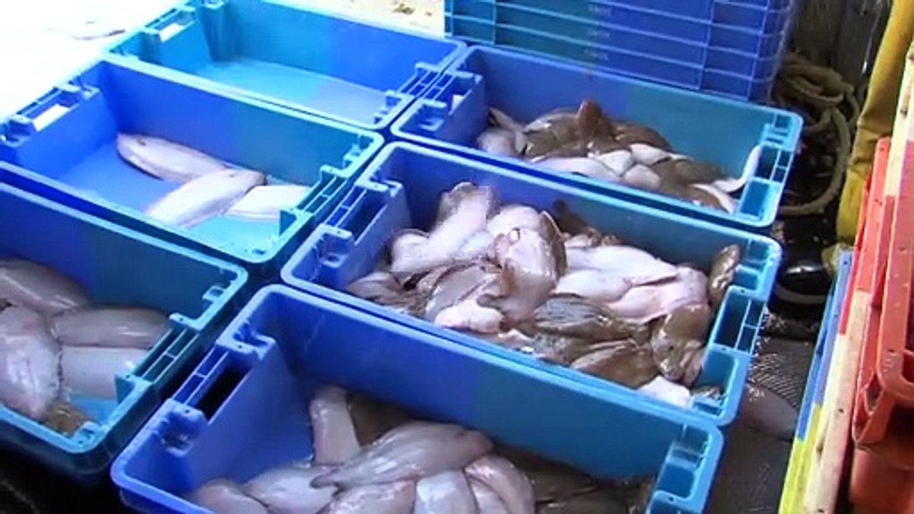 Actus : Consommons local, soutenons les pêcheurs dunkerquois ! - 03 Décembre 2020