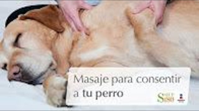 Masaje para consentir a tu perro