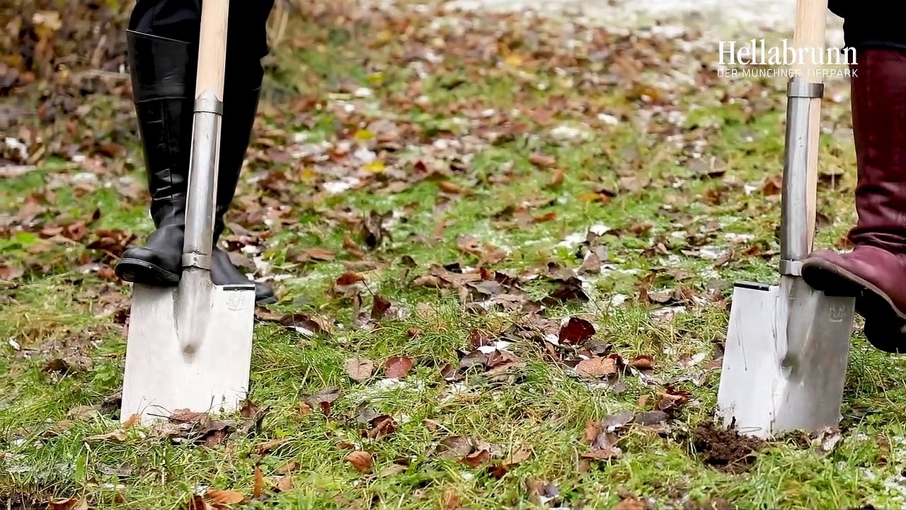 Tierpark hellabrunn: spatenstich für die neue löwenanlage am 02.12.2020