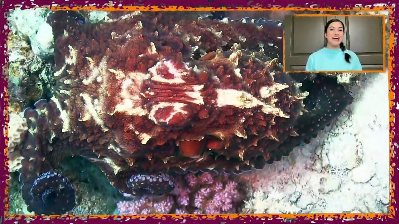 Unbelievable Octopus camouflage itself in Coral reef