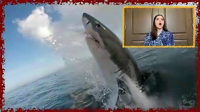 UNBELIEVABLE CAPTURE of Huge Great White Shark jumping out of water scaring tourists on boat.