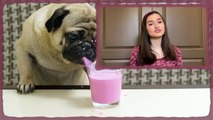 CUTE Alert! Pug dog tasting pink berry fruit smoothie, Loves it and licks every drop of it