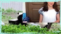 SUPER CUTE Panda cubs playing, hustling on See-Saw board in a Zoo