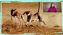 AMAZING video of Cheetah chasing its prey in Africa _ Cheetah gets beaten