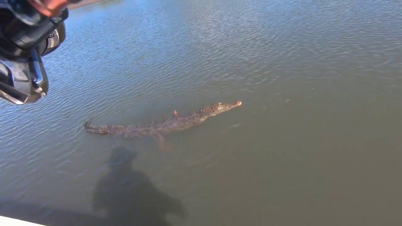 Ce pêcheur remonte une sacrée prise... Crocodile