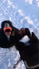 Download Video: Ce corbeau adore jouer avec des boules de neige