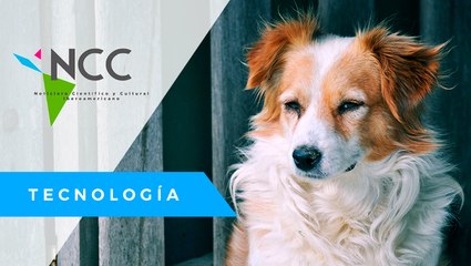 Cuba pre­pa­ra una ley para ga­ran­ti­zar el bie­nes­tar de los ani­ma­les