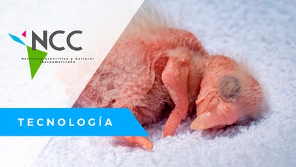 100 años des­pués, una pa­re­ja de gua­ca­ma­yos lo­gra re­pro­du­cir­se en su há­bi­tat