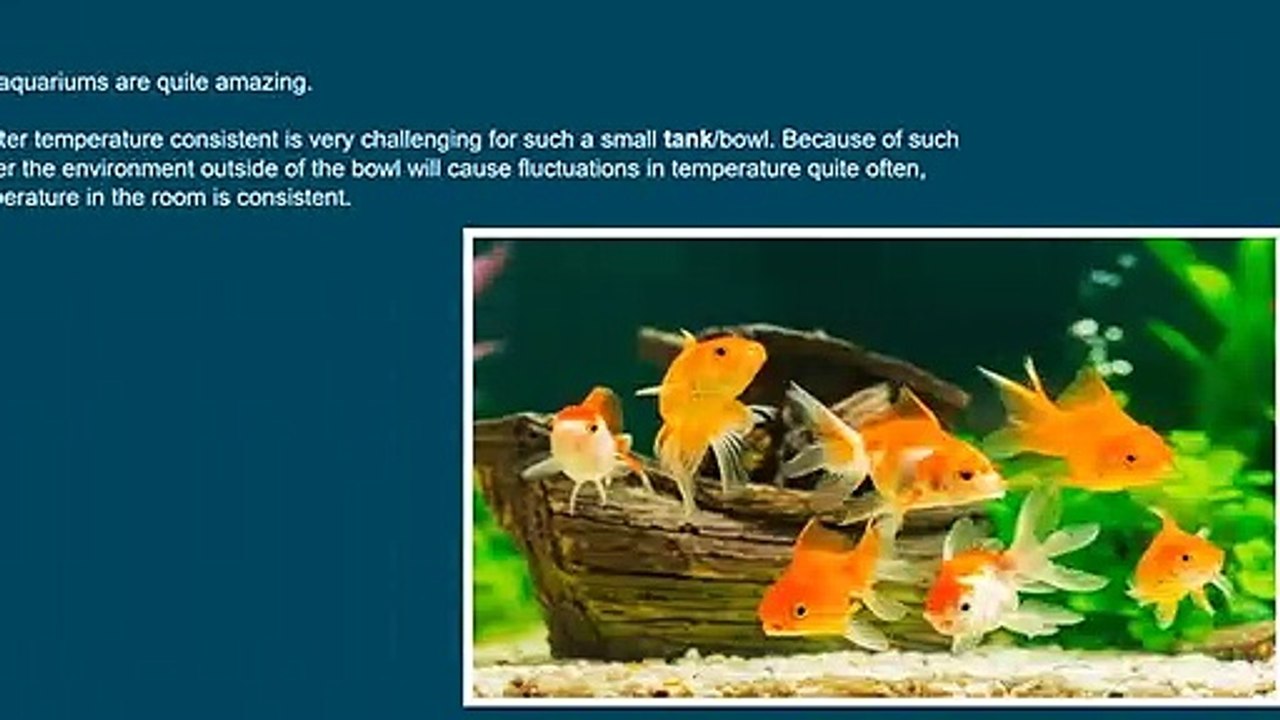 Fish shouldn’t be kept in round tanks.