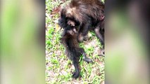 Após atropelamento, filhotinho de macaco fica abraçado à mãe que acabou falecendo no acidente