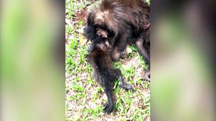 Download Video: Após atropelamento, filhotinho de macaco fica abraçado à mãe que acabou falecendo no acidente