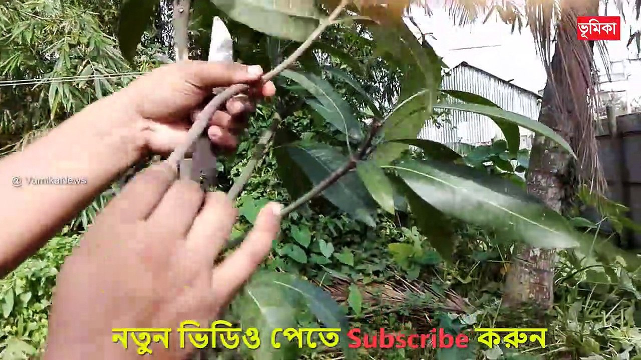 Mango bonsai tree making techniques _ Big mango tree grafting at home _ Easy Making Mango Bonsai