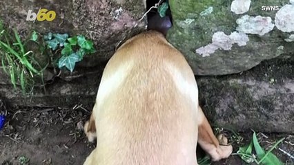 Check Out This Funny Video of a Dog Getting Its Head Stuck in Wall