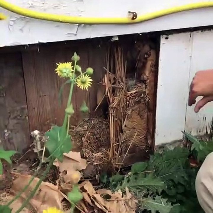 Ce couple découvre de l'alcool dans les murs d'une maison