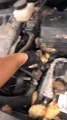 Squirrels Absolutely Stuff Car Engine With Pinecones