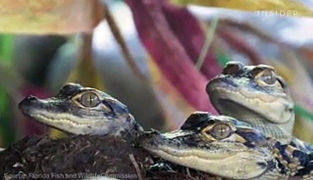 Florida's multimillion-dollar alligator farm industry is struggling to stay afloat