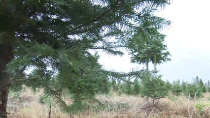Tout un engouement pour les sapins de Noël