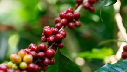 Un alivio para la economía: cafeteros se mantienen a flote a pesar de la pandemia