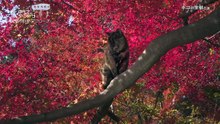 岩合光昭の世界ネコ歩き 「京都の四季 プロローグ」 (2017-03-04)-1