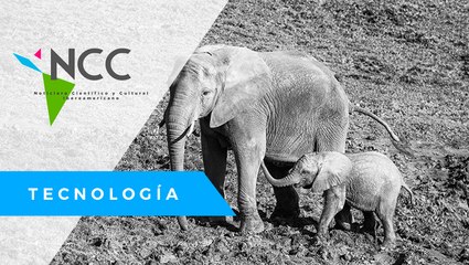 De manera masiva mueren casi 300 elefantes en Botsuana