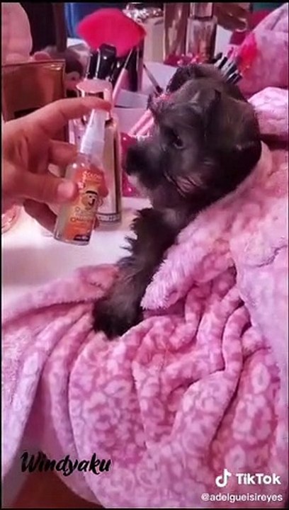 mascotas divertias