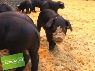 Découverte du Salon de l'Agriculture 2008