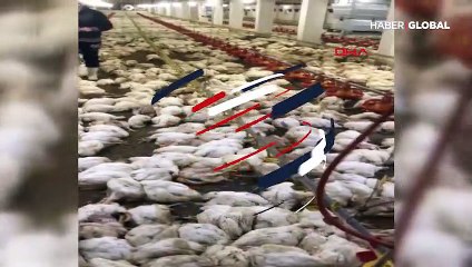 Havalandırma arızalanınca 20 bin tavuk öldü