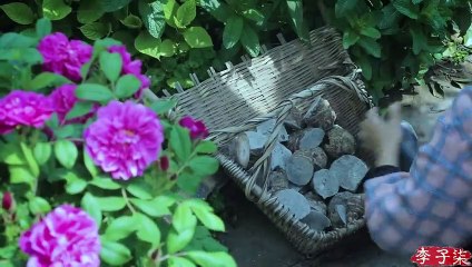 芋头的一生_辣椒_是送的The life of taro_and pepper is today_s treat丨Liziqi