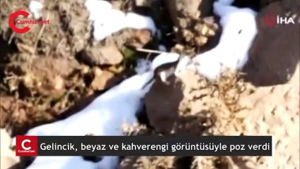 Gelincik, beyaz ve kahverengi görüntüsüyle poz verdi