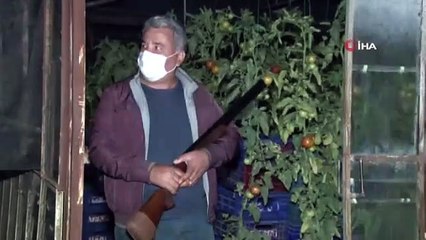Antalya'da çiftçilerin film sahnelerini aratmayan domates hırsızları nöbeti